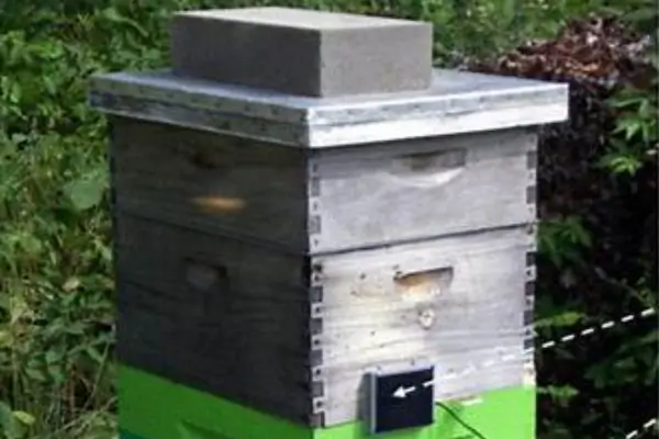 Operação da Enxameadora na Prevenção de Perdas de Abelhas no Apiário