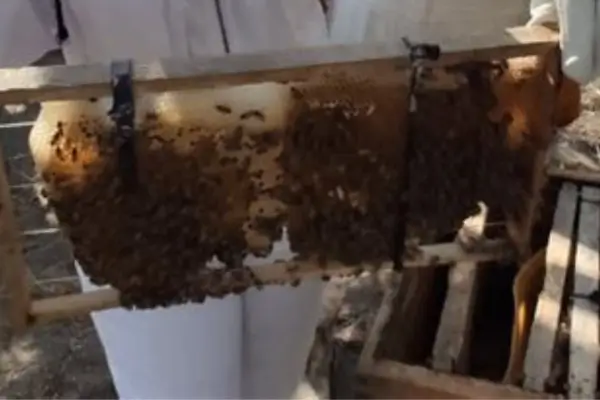 Escolha da Melhor Polenadora para Coleta Eficiente de Pólen