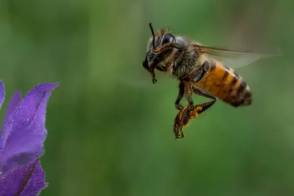 Métodos de Construção de Ninhos Voltados para Abelhas Africanizadas