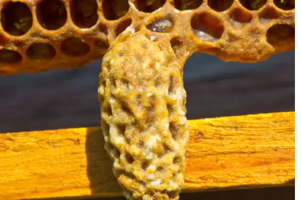 Técnicas de Construção de Refúgio Funcional para Abelha Rainha