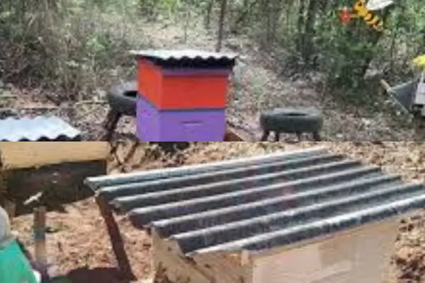 Por que Investir em um Telheiro Modular no Seu Apiário ?